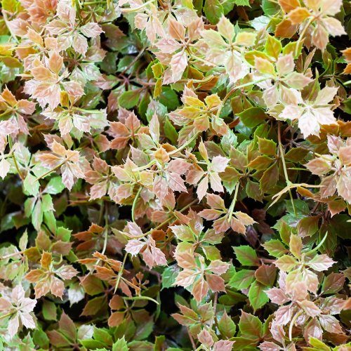Mur vegetal artificiel brise vue Boheme