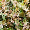 Mur vegetal artificiel brise vue Boheme