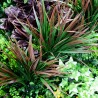 Life Mur vegetal artificiel prix/m² Couleur Vive et Mixte 7