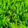 Gazon Synthétique et Pelouse wondergrass