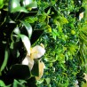 Mur Vegetal Artificiel Liseron MGS Plaque de 1Mx1M 4