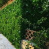 Mur Vegetal Artificiel Liseron MGS Plaque de 1Mx1M 1