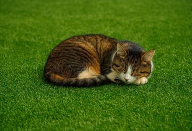 Pourquoi mettre du gazon synthétique dans votre jardin