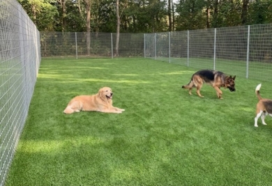 Quel gazon synthétique pour chien choisir en 2026